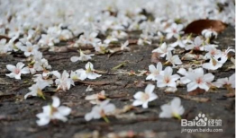 一棵开花的树朗诵视频,一场视觉与听觉的盛宴