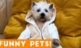 小狗视频,小狗视频集锦，萌态百出，治愈你的心灵